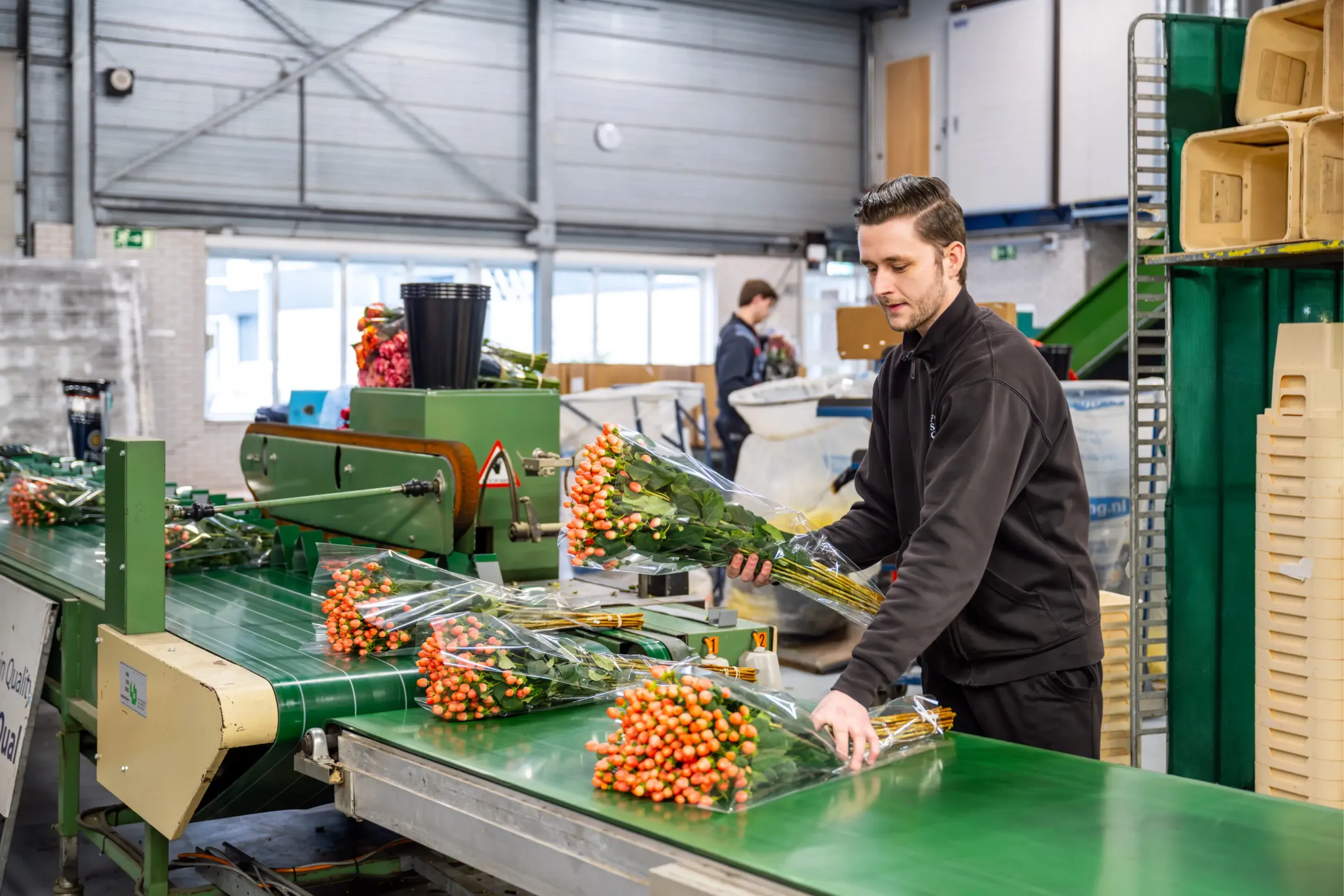 Corporate photo of a young man packing flowers on a conveyor belt