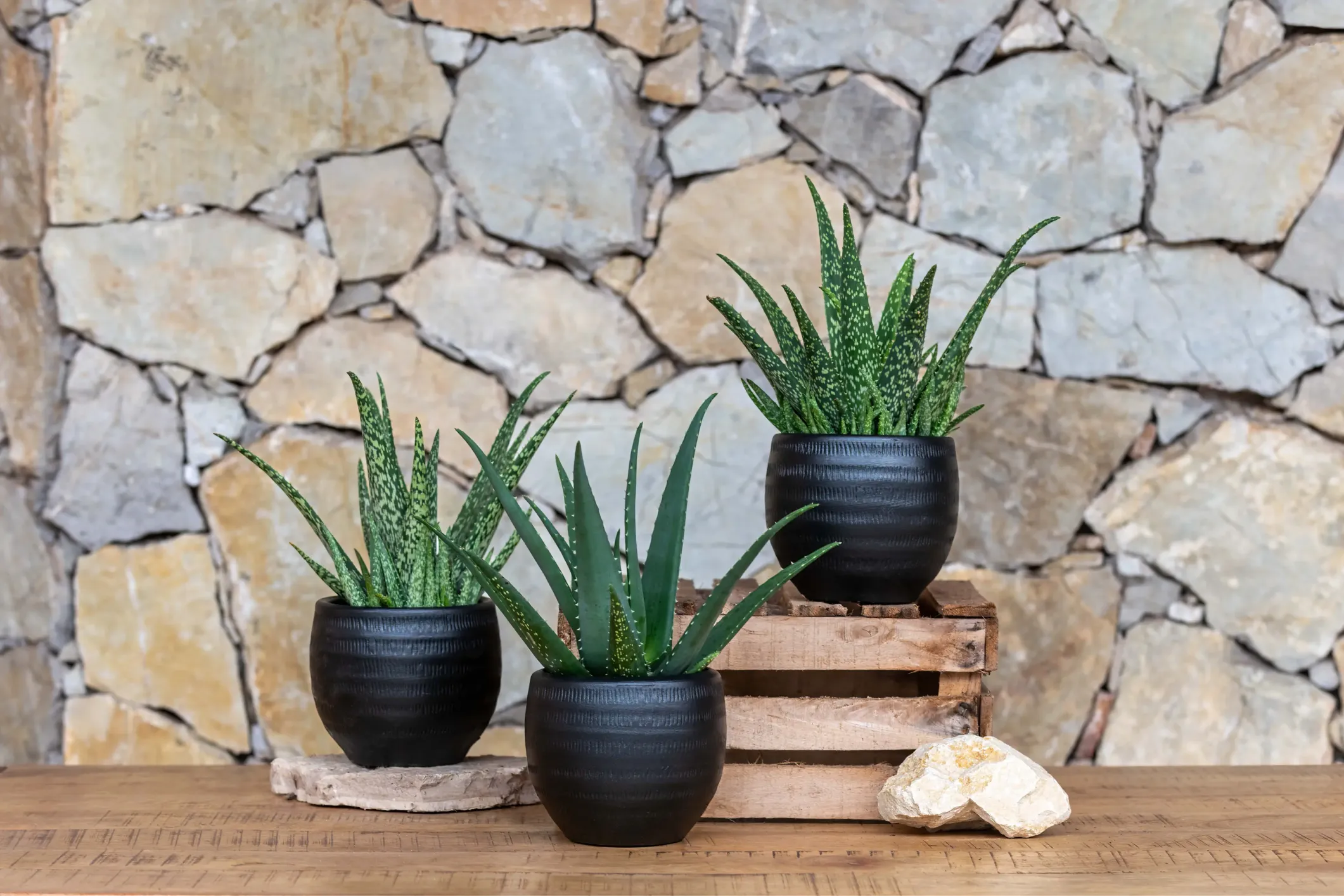 Product photo of potted aloe vera plants against a wall