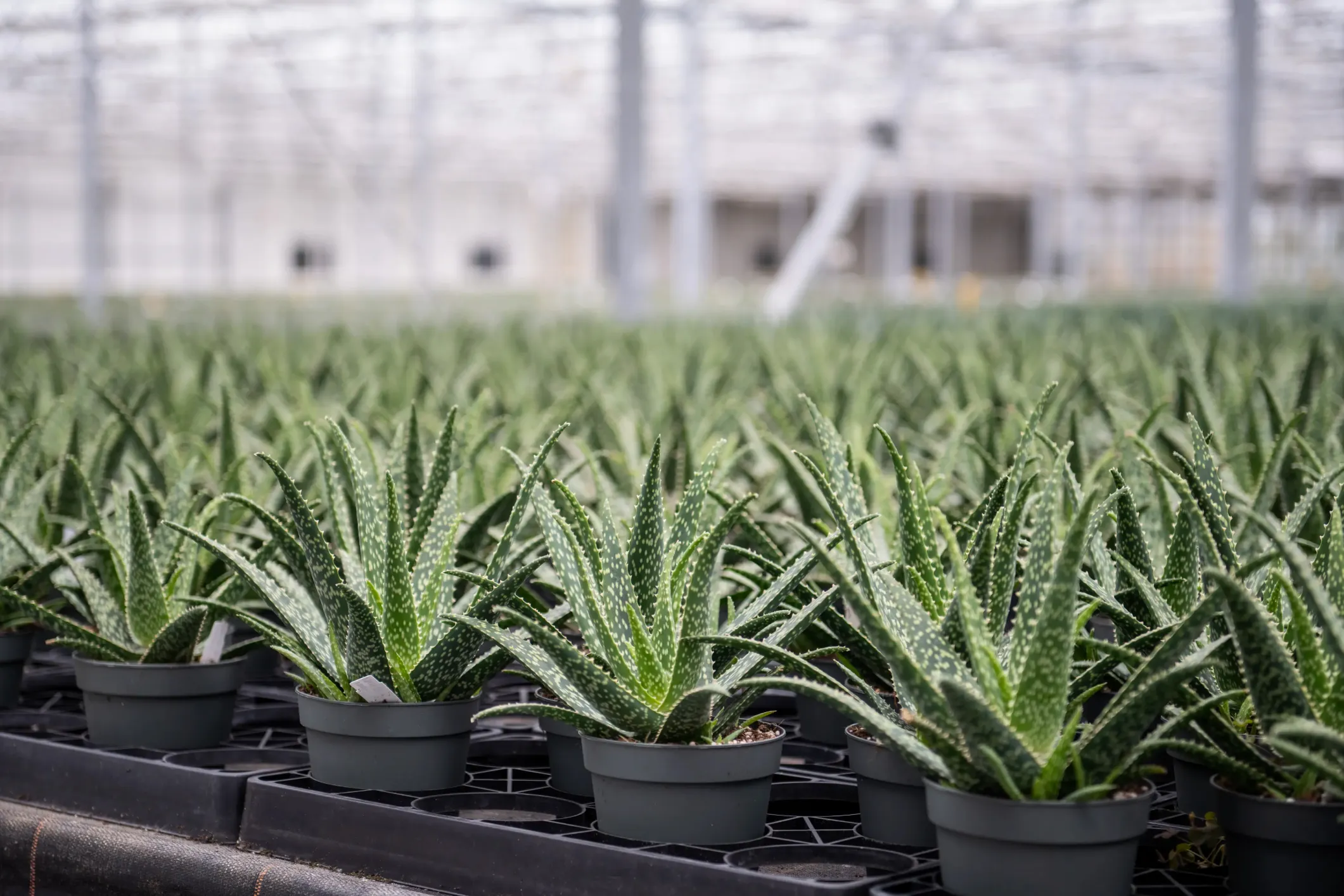 Product photo of a huge greenhouse full of aloe vera plants