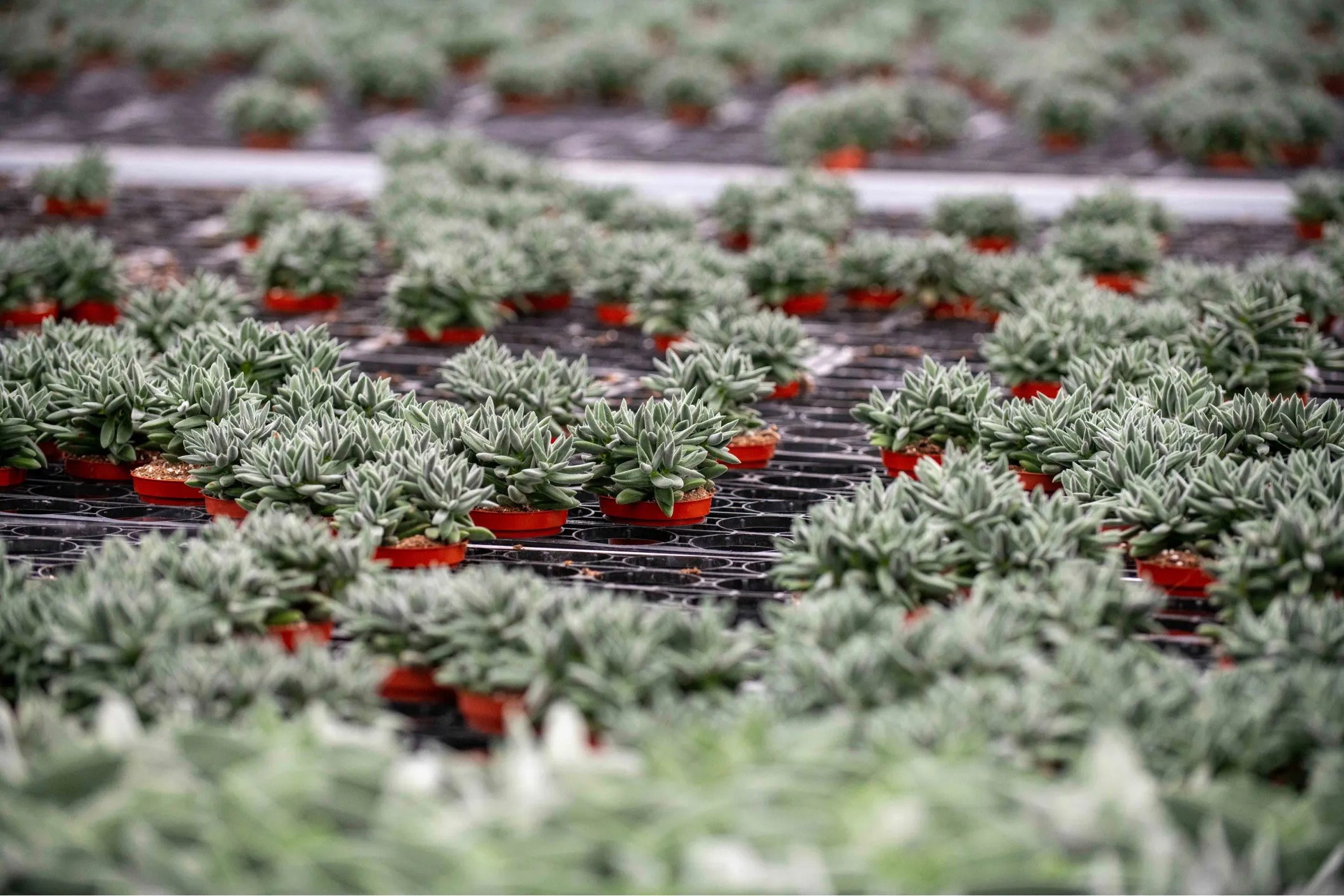 Product photo of rows of succulents in red pots in a greenhouse