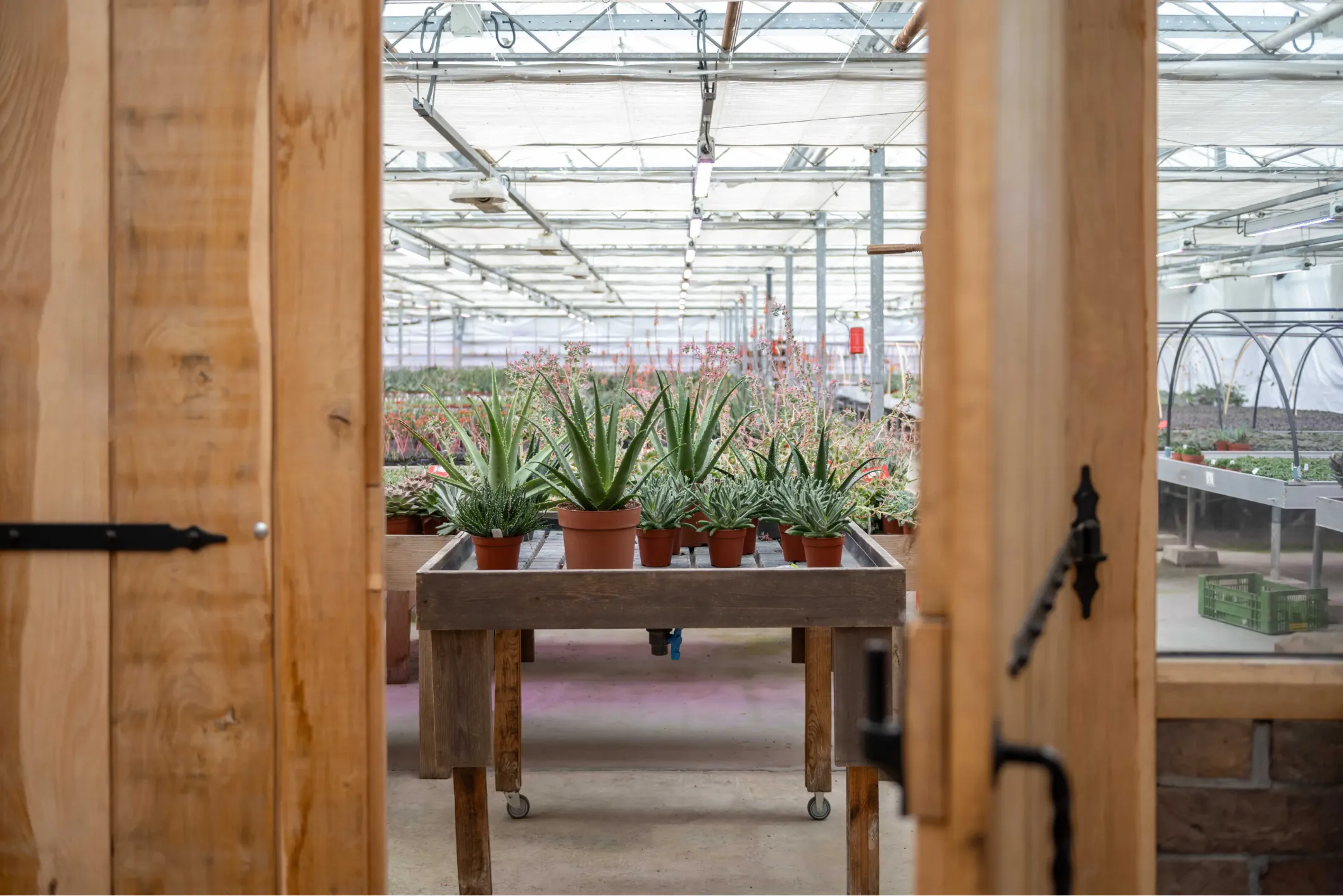 Product photo of an aloe vera production greenhouse