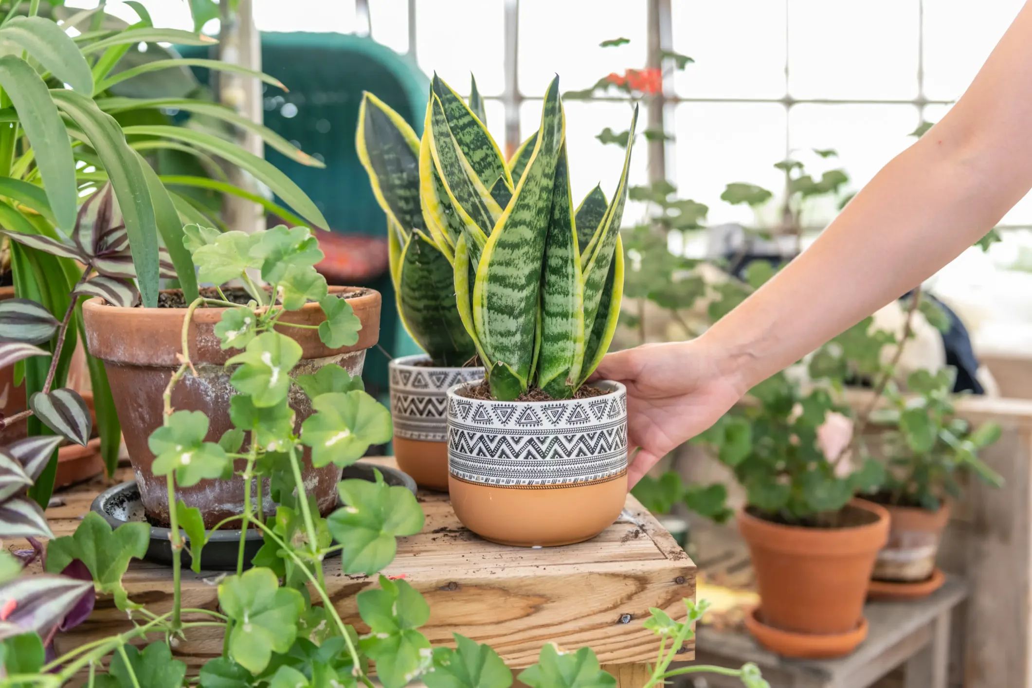 Product photo of trays of potted plants on a table