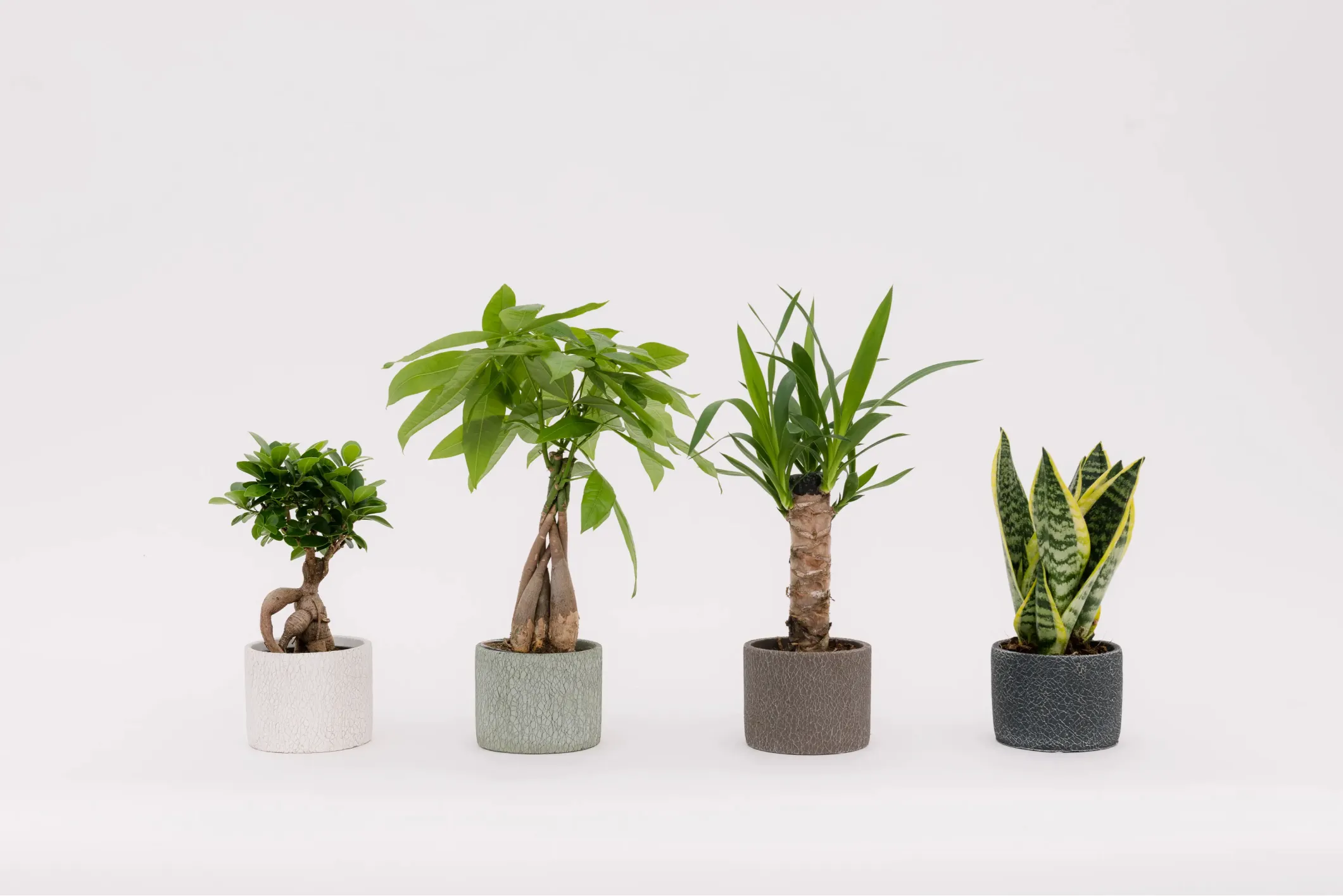 Product photo of four small potted plants on a grey background