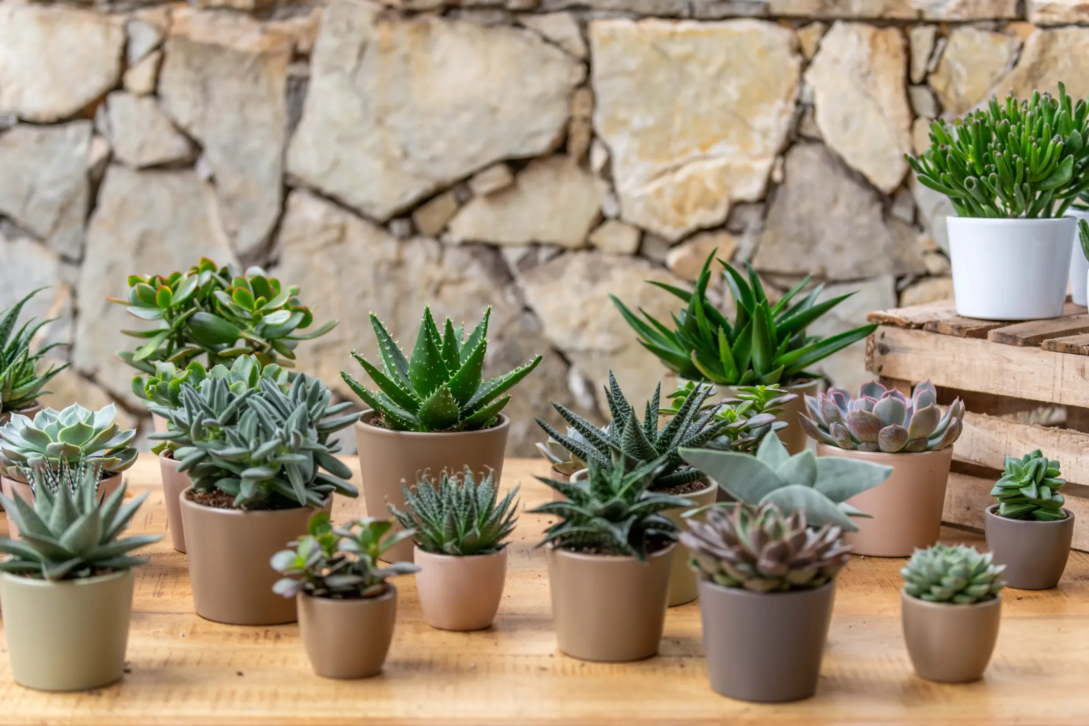 Product photo of succulents and cacti in pots against a stone wall